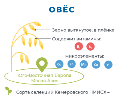 Зерновые культуры Кузбасса: овёс