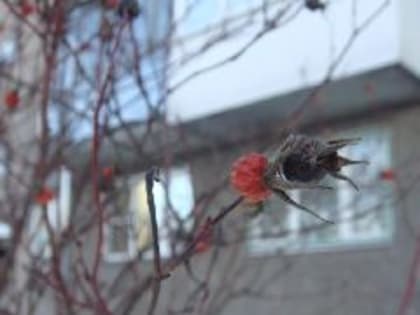 Воскресенье в Кузбассе будет тёплым и не сильно снежным