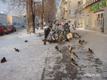 Летун или помоечник? Голубь голубю рознь (ФОТО)