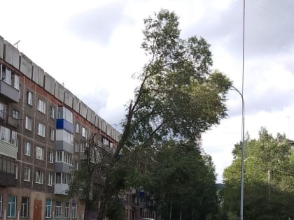 В Новокузнецке после ремонта труб газон превратился в месиво, а уцелевшее дерево грозит упасть (ФОТО)