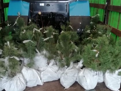 300 кузбасских кедров отправлены во Владивосток для создания бора на территории Дальневосточного федерального университета