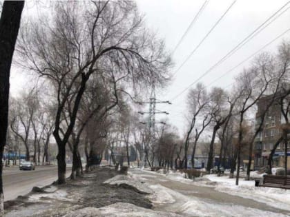 Новокузнечане просят не загрязнять газоны противогололёдными материалами, но власти делают вид, что не слышат этого (ФОТО)