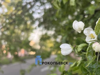 В воскресенье в Прокопьевске пасмурно, без осадков