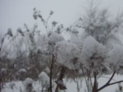 Зрелого мариинца наказали за зимний сбор конопли возле детского сада