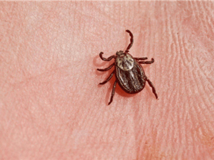 Уже 28 анжеросудженцев обратились в пункт серопрофилактики городской больницы по поводу укусов и проползанием клещей