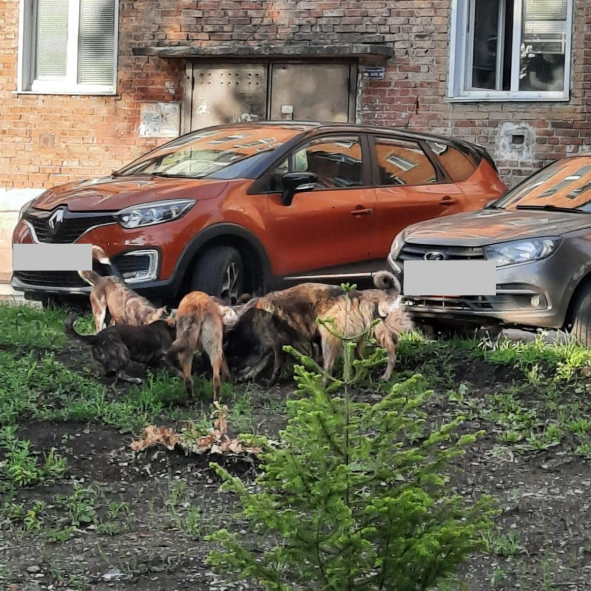 Фото бездомных собак на улице