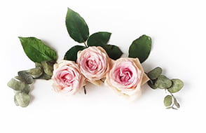 rosasrosanovias