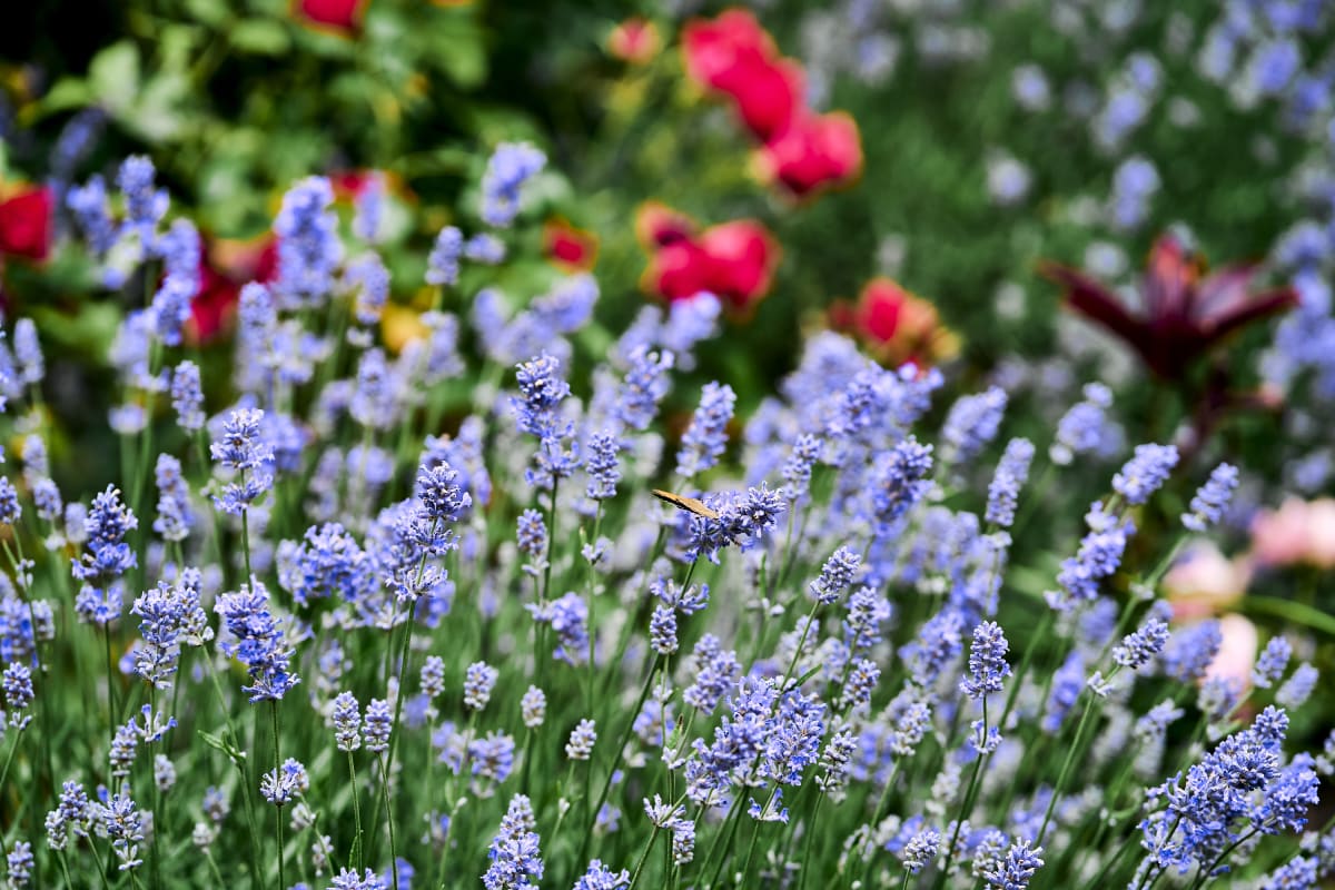 Lavendel und Rosen im Garten der Klinik