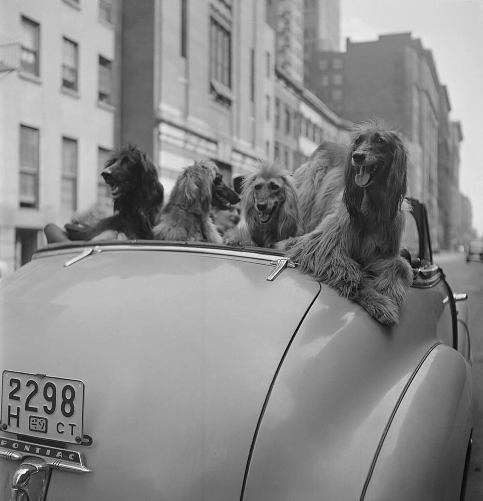 A Dog’s Life in the Big City. 1949. © Museum of the City of New York. The LOOK Collection