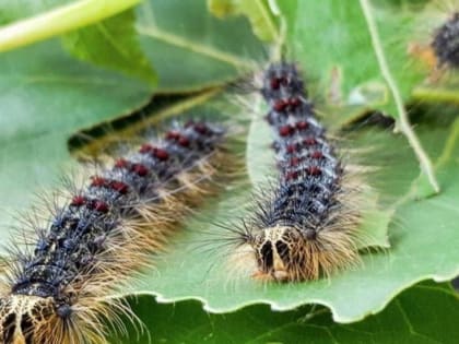 Наличие карантинного объекта - азиатского подвида непарного шелкопряда не подтверждено во Владимирской области