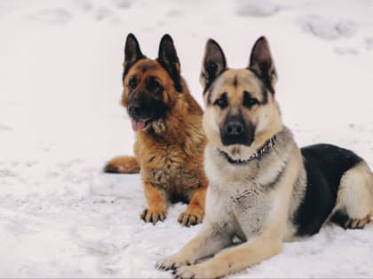 8 февраля – День первой операции полицейской служебной собаки