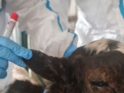 Во Владимирской области распространяется оспа овец и коз