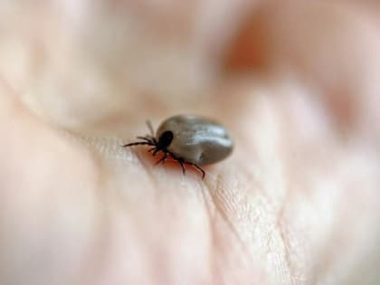 Медики из ОДКБ спасли маленького мальчика от болезни Лайма