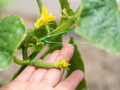 Эти популярные подкормки лишат вас урожая огурцов - лучше их сразу выбросить в мусорку