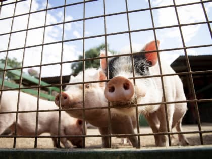 В Ковровском районе из 28 очагов африканской чумы изъяли 206 свиней