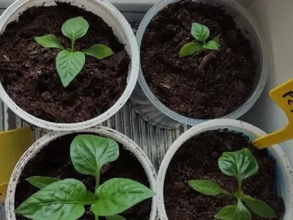 1 ложка на 1 литр — и рассада перцев будет крепкой, как молодые дубки: угостите ее этой подкормкой