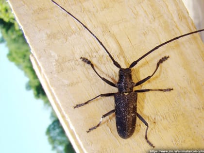 Карантинный жук-усач завелся в продукции лесопереработчика из Гусь-Хрустального