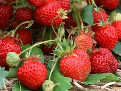 Как правильно подготовить клубнику к зиме