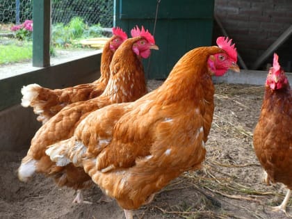 Во Владимирской области выявлен четвертый случай птичьего гриппа в этом году