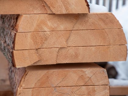 Во Владимирской области на территории лесозаготовки нашли карантинного жука