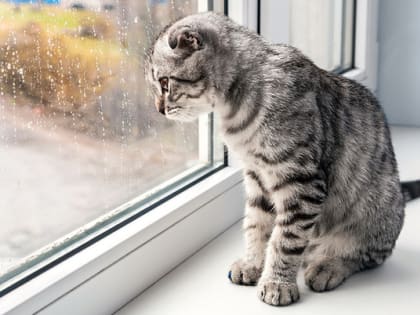 12 июля во Владимирской области сохранится мерзкая погода