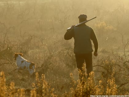 Владимирские охотники могли нарушать закон о запрете охоты в заказниках
