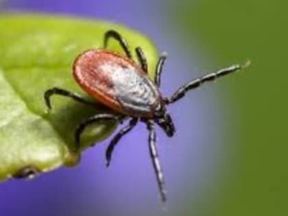 Осторожно, клещи!