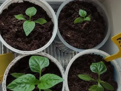Рассада перцев будет крепкой, как молодые дубки благодаря этим невероятным подкормкам - 3 рецепта