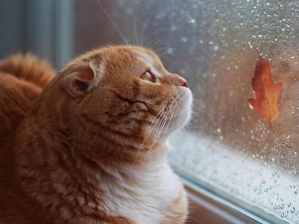 Во Владимирской области пройдет ночной ливень