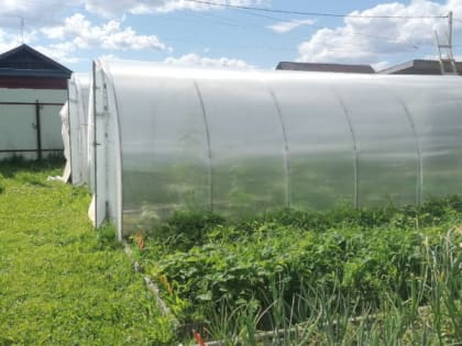 Полейте этим все растения на даче и в квартире: идеальная подкормка для овощей и цветов