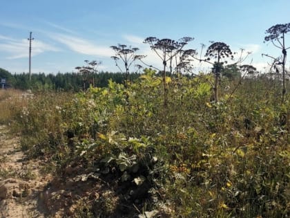 Во Владимирской области завершился сезон борьбы с борщевиком Сосновского