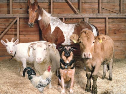 Приобретение животных и птицы может быть опасным!