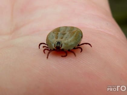 Во Владимирской области обнаружили клещей, переносящих опасную болезнь