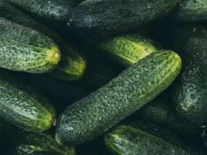 Не сорт, а находка: суперурожайный огурец для любых условий — плодоносит даже в тени и холоде