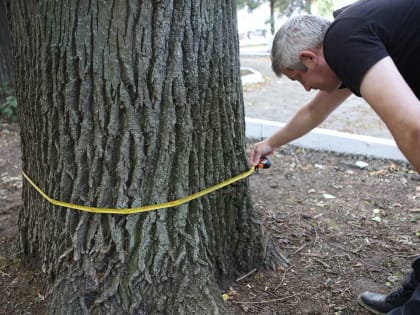 Дуб времён Акима Мальцова растёт в центре города Гусь-Хрустальный