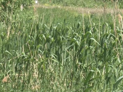 За неделю во Владимирской области от клещей пострадали 193 человека