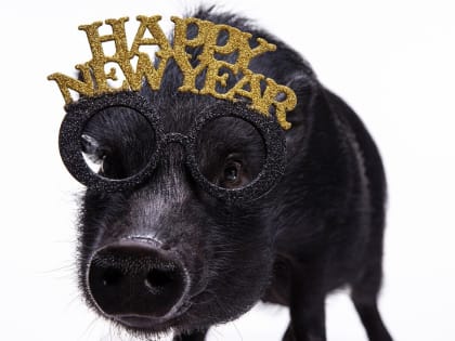 К владимирцам пришел предновогодний «свиной» грипп