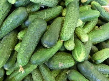 Первые огурцы через 40 дней: этот сорт огурцов даст мощный урожай и на глине - опытные дачники уже скупают семена