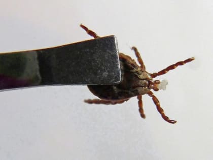 10 зараженных боррелиозом клещей сняли с людей во Владимирской области за неделю