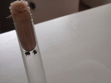 В территориях Владимирской области вновь отмечены боррелиозные иксодовые клещи