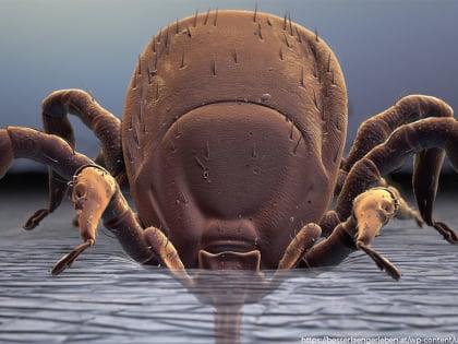 Санитары приняли на обследование первого в этом году владимирского клеща