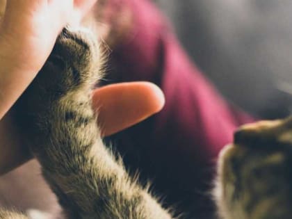 У укушенного кошкой жителя Британии нашли неизвестную ранее инфекцию