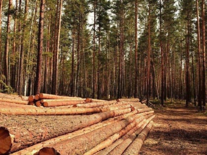 Владимирская область продолжает увеличивать доходы от использования лесов