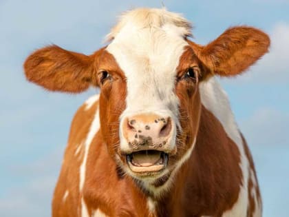 Мордовские инженеры разработали ингаляционную маску для телят