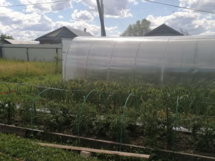 Спасаем растения от жары: обязательно сделайте это, чтобы сохранить урожай