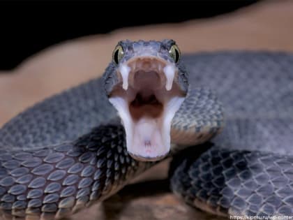 Что делать, если укусила змея: власти предупреждают владимирцев после участившихся случаев нападения пресмыкающихся