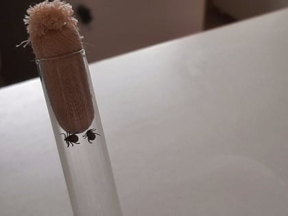 Во Владимирской области за неделю с людей сняли еще 9 боррелиозных клещей