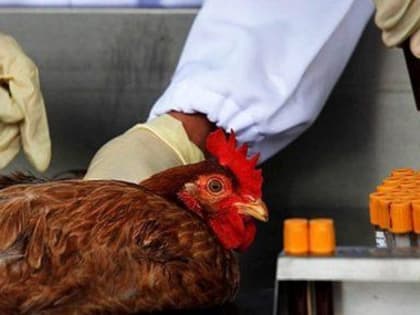 О возрастании риска ухудшения ситуации по высокопатогенному гриппу птиц