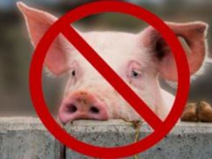 Управление Россельхознадзора проведет пресс-конференцию по вопросу эпизоотической ситуации на территории Ивановской области в части распространения африканской чумы свиней (АЧС)