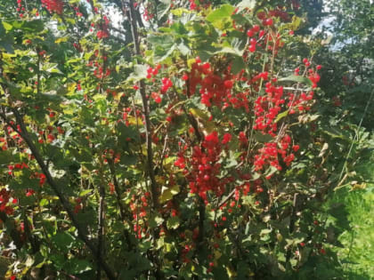 Пять шагов к успешному урожаю